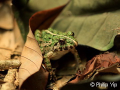 adult 4